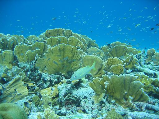 corail de feu.JPG